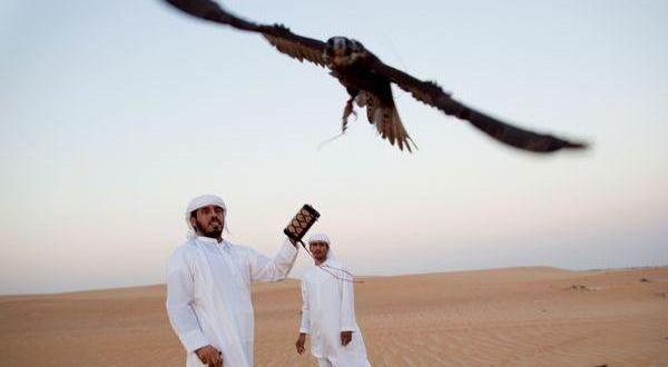 800 من مربي الصقور يشاركون بأكبر مهرجان لها في أبوظبي